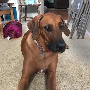 Meet your Posher, Amanda